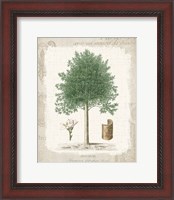 Framed Garden Trees I - Angusture