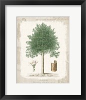 Garden Trees I - Angusture Framed Print