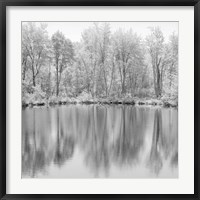 Framed Tree Reflections