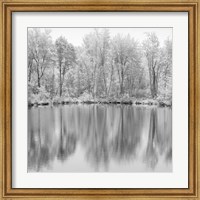 Framed Tree Reflections