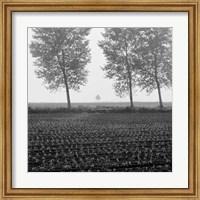 Framed Trees of Tuscany