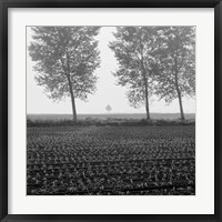 Framed Trees of Tuscany