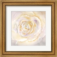 Framed Watercolor Rose Closeup I