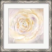 Framed 'Watercolor Rose Closeup I' border=