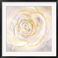 Framed Watercolor Rose Closeup I