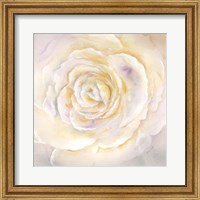 Framed Watercolor Rose Closeup I