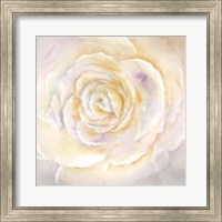 Framed 'Watercolor Rose Closeup I' border=