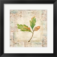 Nature Walk Leaves II Framed Print