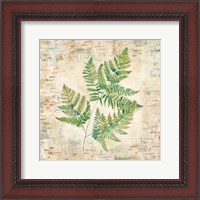 Framed Birch Bark Ferns I