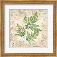 Framed Birch Bark Ferns I