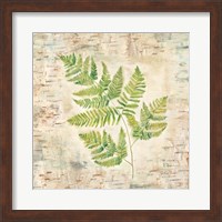 Framed Birch Bark Ferns II