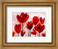 Framed Contemporary Poppies Red