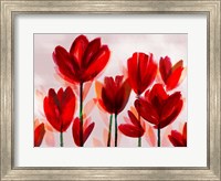 Framed Contemporary Poppies Red