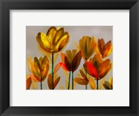 Framed Contemporary Poppies Yellow