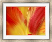 Framed Tulipa