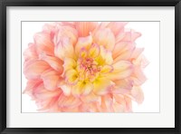 Framed Coral Dahlia