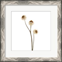 Framed Strawflower