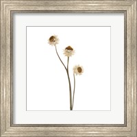 Framed Strawflower