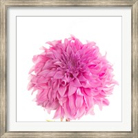 Framed Swan Island Dahlia