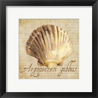 Framed 'Oceanum Shells Beige V' border=