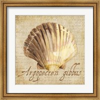 Framed Oceanum Shells Beige V