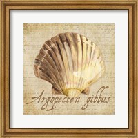 Framed Oceanum Shells Beige V