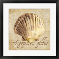 Framed Oceanum Shells Beige V