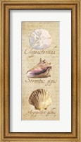 Framed Oceanum Shell Panel Beige I