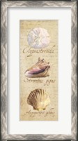 Framed Oceanum Shell Panel Beige I