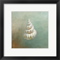 Treasures from the Sea II Framed Print