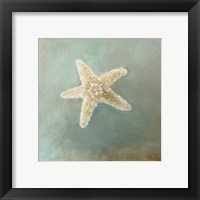 Treasures from the Sea III Framed Print