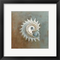 Treasures from the Sea III Framed Print