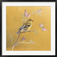 Framed Female Goldfinch on Gold