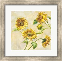 Framed Farm Nostalgia Sunflowers