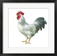 Framed Noble Rooster IV on White