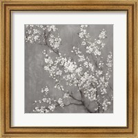 Framed 'White Cherry Blossoms II on Grey Crop' border=