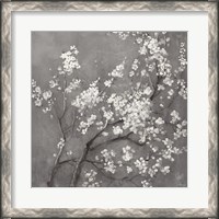 Framed White Cherry Blossoms I on Grey Crop