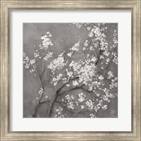 Framed White Cherry Blossoms I on Grey Crop