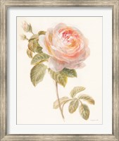 Framed Garden Rose