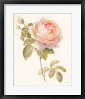 Framed Garden Rose