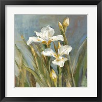 Framed 'Spring Iris II' border=