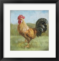 Noble Rooster II Vintage No Border Framed Print