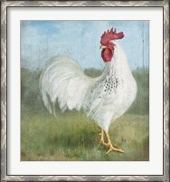 Framed Noble Rooster I Vintage No Border