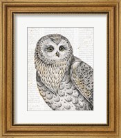 Framed Beautiful Owls IV