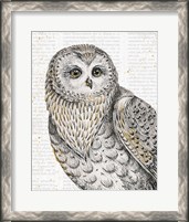 Framed Beautiful Owls IV