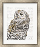 Framed Beautiful Owls III