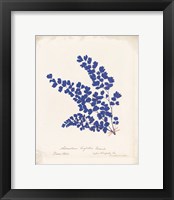 Botanical Fern III Blue Aged Framed Print