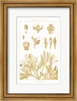 Framed Golden Rhododendron on White