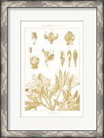 Framed Golden Rhododendron on White