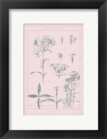 Framed Rose Quartz Phlox